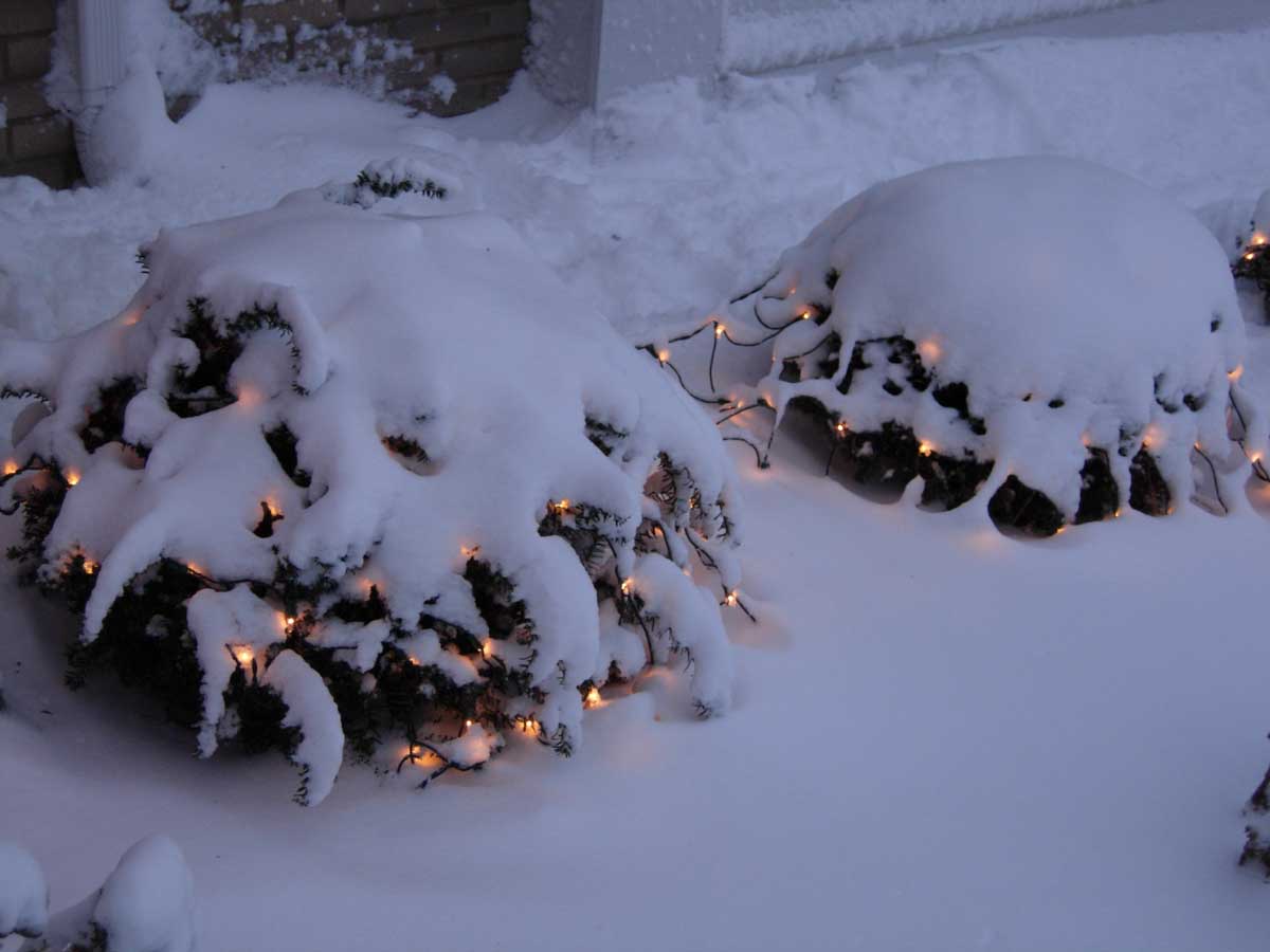 Bushes with lights