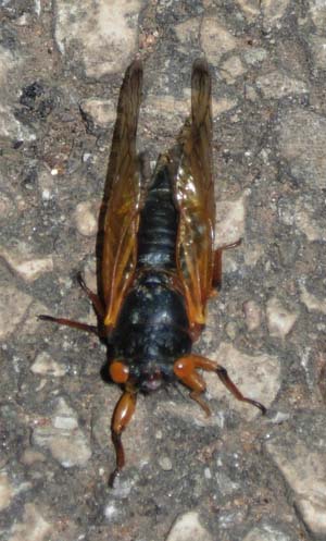 Cicada